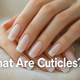 what are cuticles